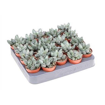 Adromischus Grey