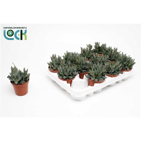 Adromischus Maculatus-2