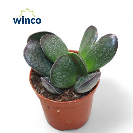 Adromischus Maculatus-1