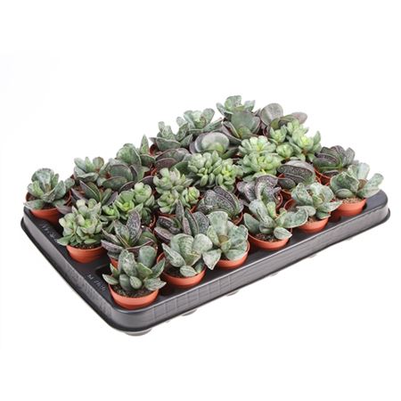 Adromischus Mix-2