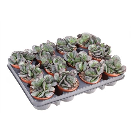 Adromischus Trigynus-2