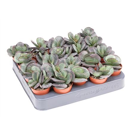 Adromischus Trigynus-1