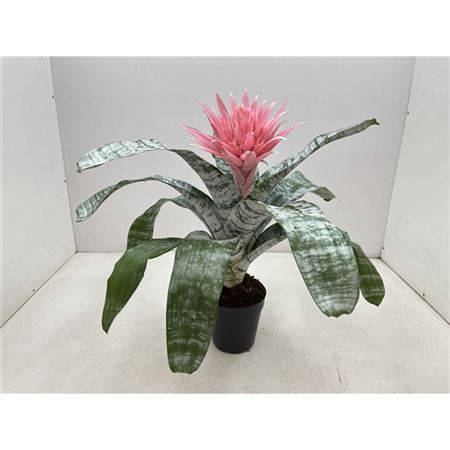 Aechmea Primera Xxl