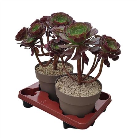 Aeonium Arboreum-2