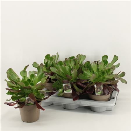 Aeonium Arboreum Vertakt