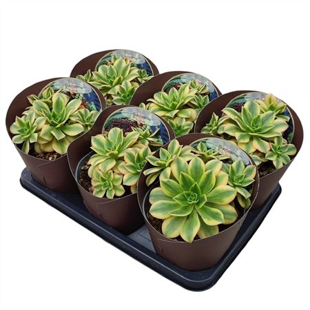 Aeonium Decorum Tricolor Floresens Potcover