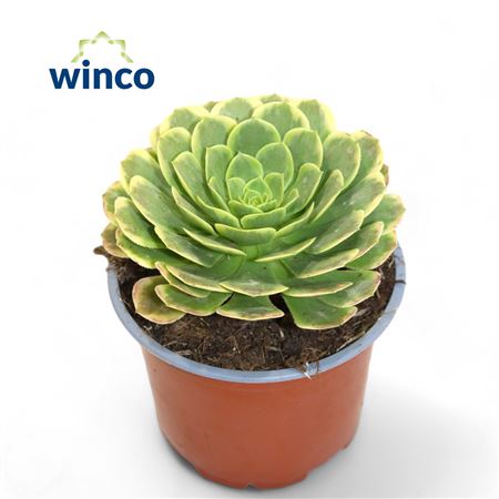 Aeonium Fiesta-1