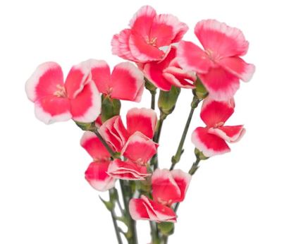 Гвоздика Кустовая соломио лала сабор