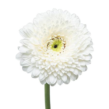 Минигербера амандо