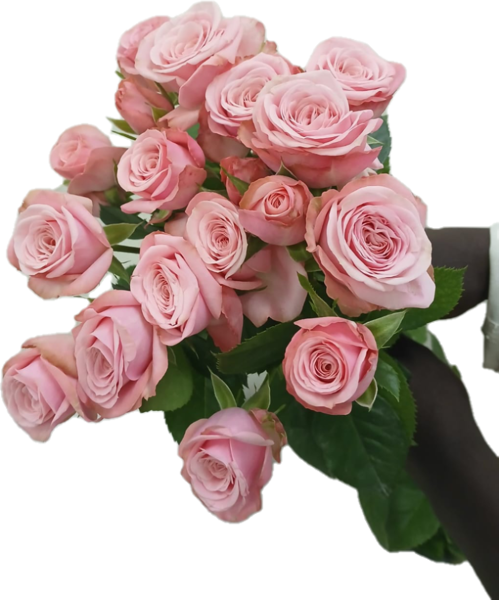 Роза тр бёрдс нест