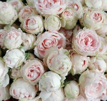 Роза тр леди оф зе дон